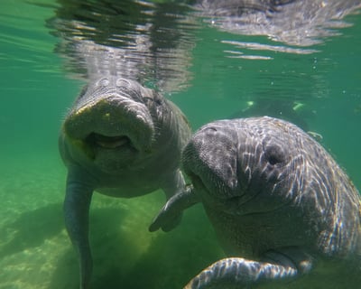 3-Hour Semi-Private Manatee Snorkeling Tour in Crystal River
