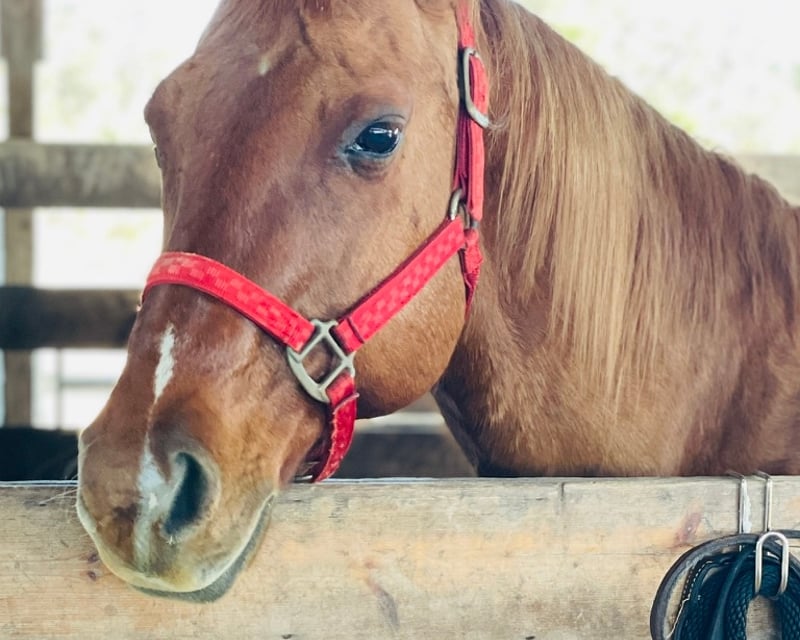Kids' Horse Day with Pony Rides & Crafts in Sorrento