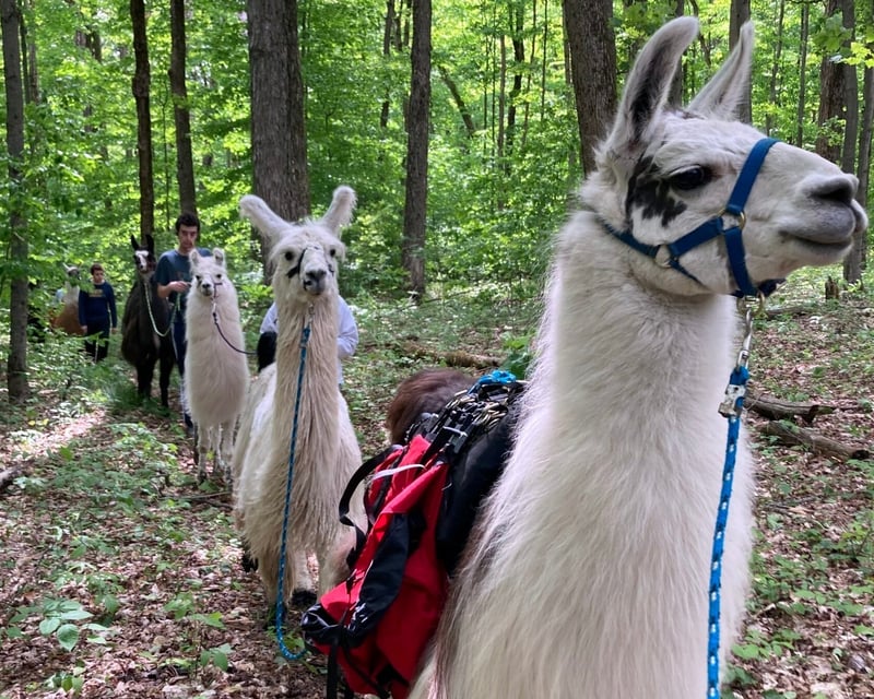 Family-Friendly Llama Hike & Farm Visit in Arcade, NY