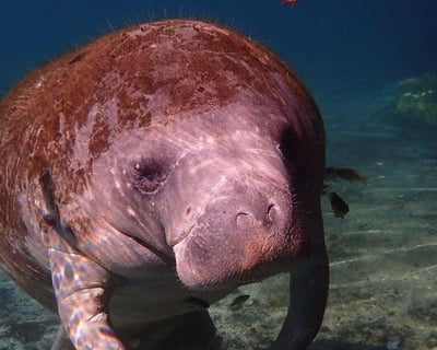 Crystal River Manatee Swimming Tour