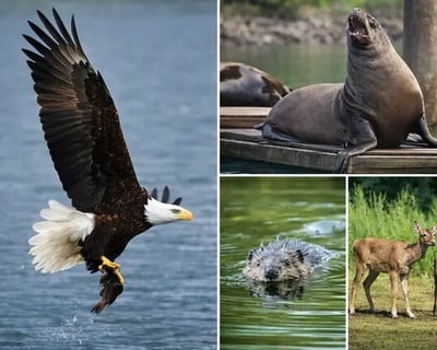 Portland Willamette River Wildlife Cruise