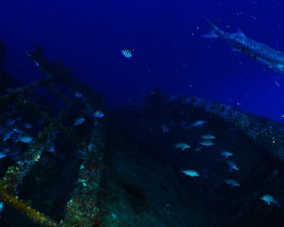 Pompano Beach Night Dive