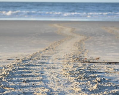 Discover Hilton Head Island on a Guided Beach Walk