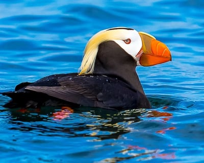 Private Salish Sea Birding Tour for 1 to 6 People