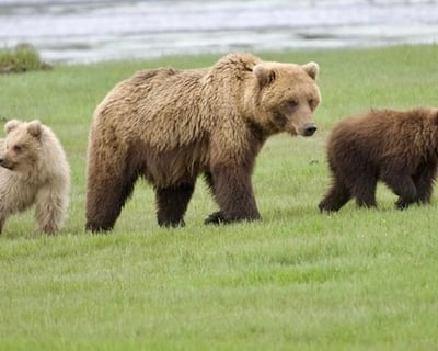 Guided Bear Viewing in Lake Clark National Park