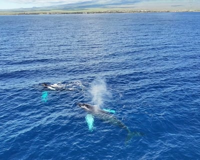 Sail on a Private Maui Whale Watching Cruise