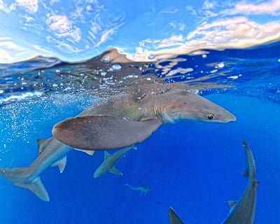 Kona 3-Hour Whale Watching & Pelagic Wildlife Tour