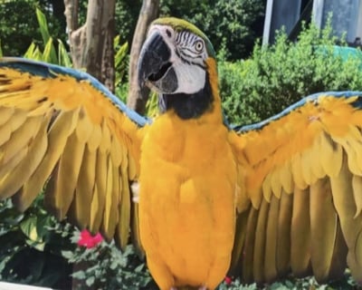 Houston Parrot Meet & Greet