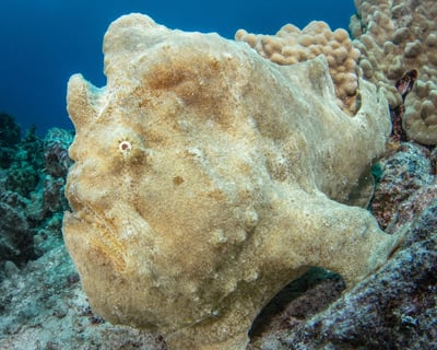 Morning 2-Tank Scuba Charter in Kailua-Kona