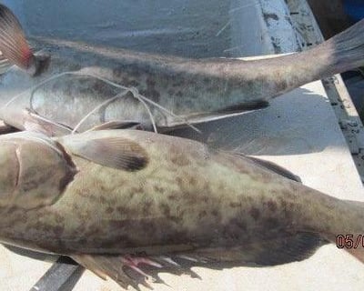 5-Hour Deep Sea Fishing Trip in Panama City Beach
