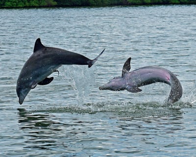Ecological Dolphin Tour in Cape Coral