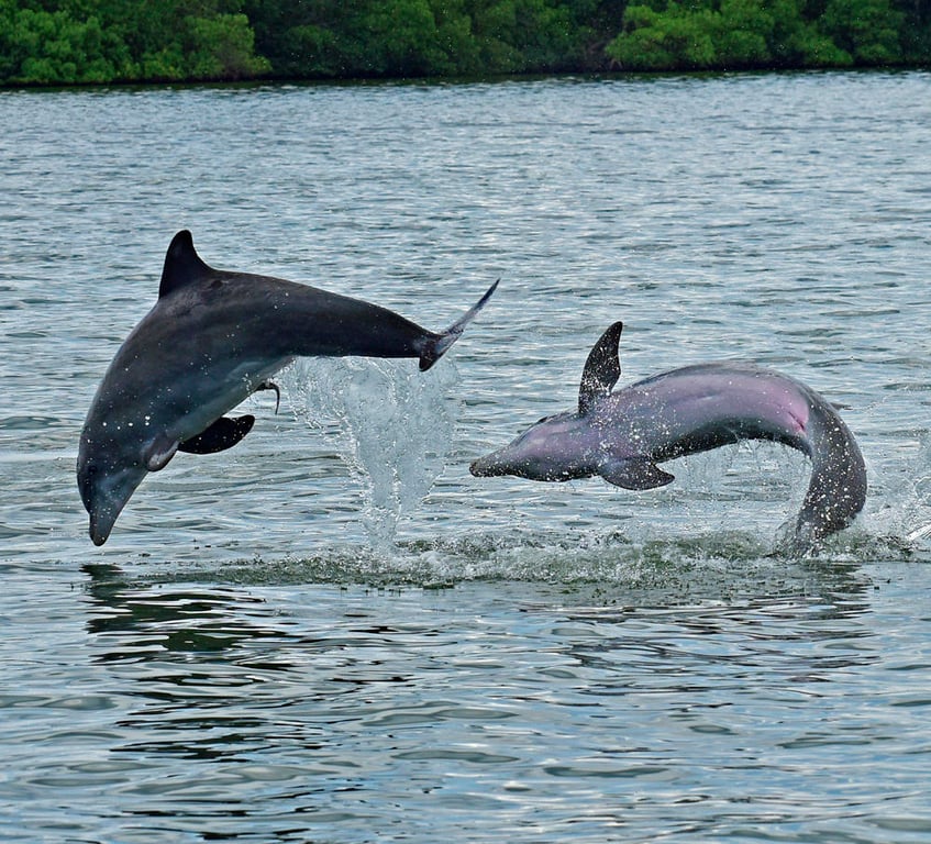 Ecological Dolphin Tour from Cape Coral