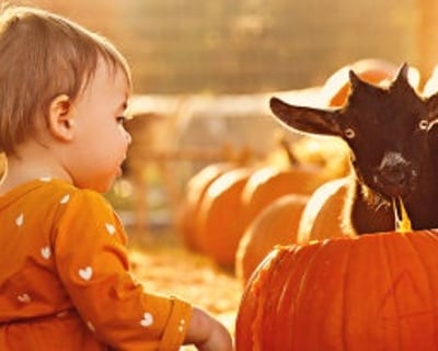 Pumpkin Carving With Goats in Brookshire