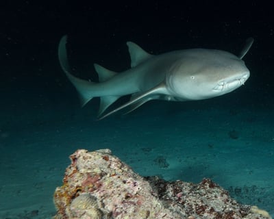 Explore Miami on a Guided Night Dive