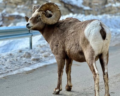 Private Banff Wildlife Viewing Guided Tour