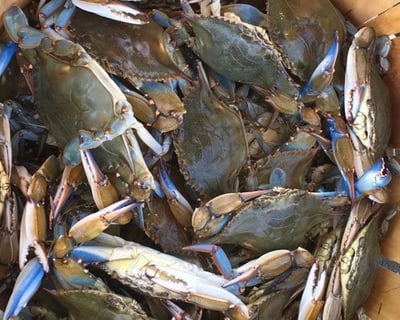 4-Hour Albemarle Sound Charter