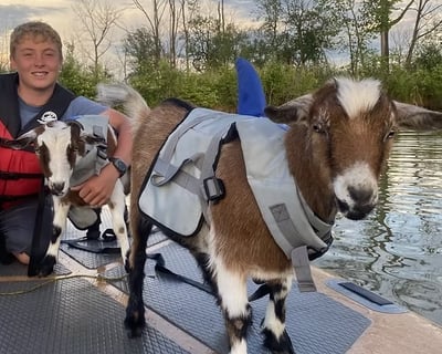 Paddleboard With Goats in Port Clinton