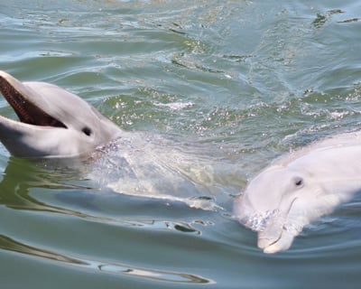 Savannah Dolphin Watching & Plantation Tour