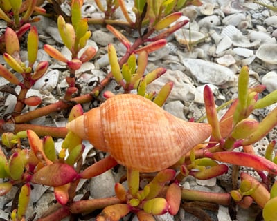4-Hour Ten Thousand Islands Shelling Tour