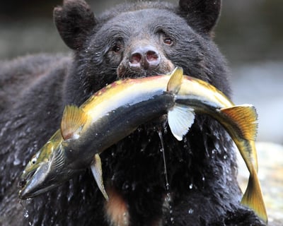 Ketchikan Bear Viewing Floatplane Tour