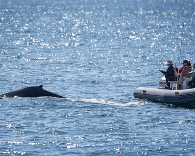 San Diego Whale & Dolphin Watching Cruise