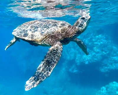 Maui Snorkel & Picnic Tour