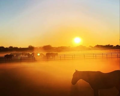 Ride Horses in Chandler With Coffee & Games