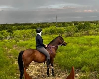 Private Horsemanship Trail Ride in Lockhart