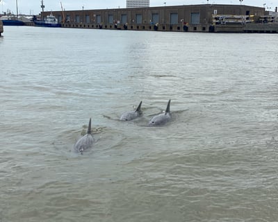 Private Dolphin Watching Cruise in Galveston Harbor