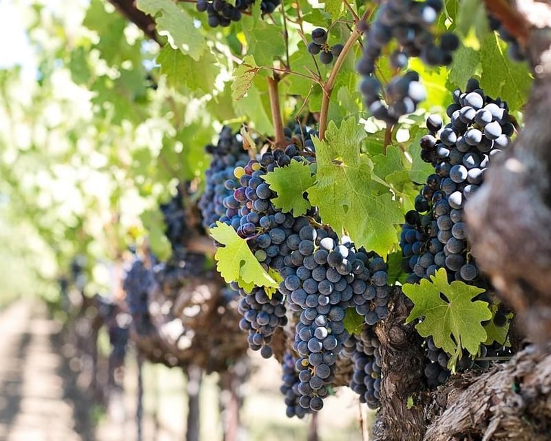 Fredericksburg Wine Tour by Party Bus from Austin