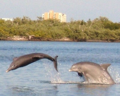 Indian River Lagoon Dolphin Cruise