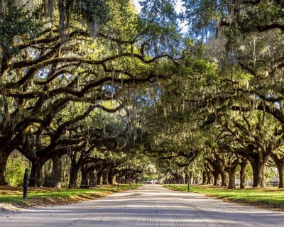 Boone Hall Plantation General Admission