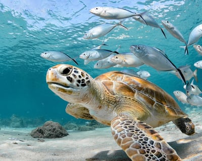 Sea Turtle Snorkeling Tour in Virgin Islands National Park