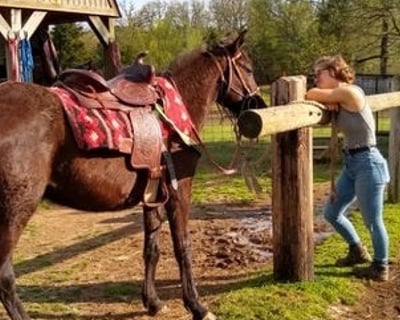 Private Horse Riding Lessons in Romance