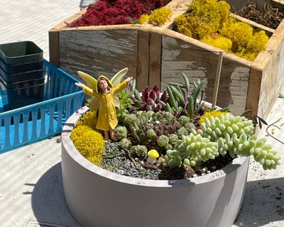 Private Succulent Planting Party in Clovis