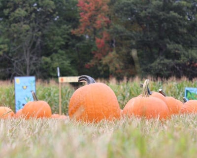 Mahwah Pumpkin Picking Hayride & Corn Maze