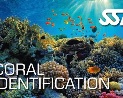 Coral Identification Course in Ramrod Key