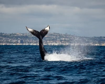 San Diego Whale Watching Cruise