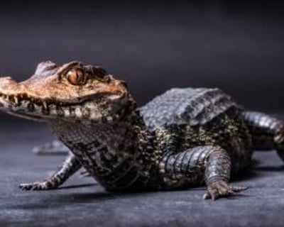 VIP 2-Hour Zookeeper Experience