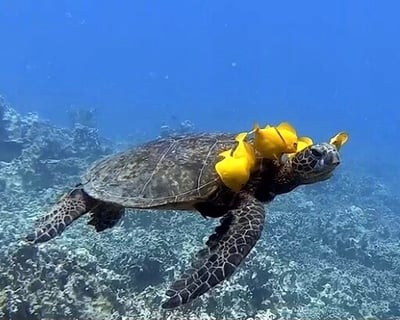 Guided Shore Scuba Dives in Kailua-Kona