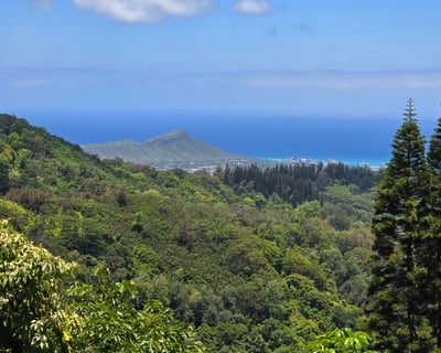 Honolulu Volcanic Rainforest Hike