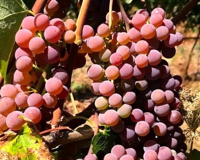 Prosser Guided Wine Country Bike Tour