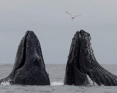 4-Hour Morning Whale Watching Cruise