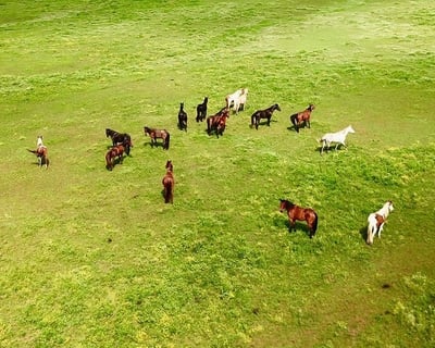 1-Hour Guided Horseback Ride in Romance