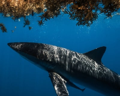 3-Hour Shark Diving Tour in Jupiter