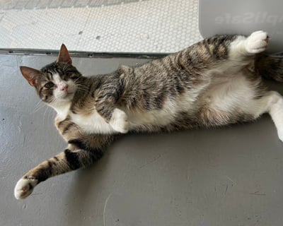 Visit a Cat Cafe in Philadelphia for 1 Hour