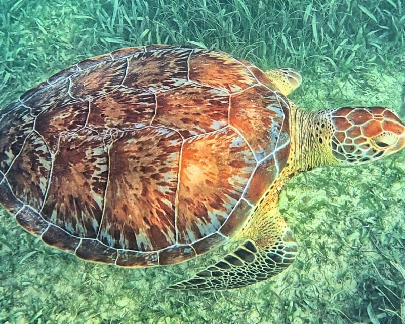 Tulum Ruins, Akumal Turtle Swim & Cenote Tour from Cancun