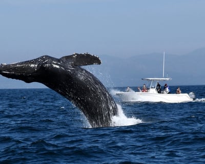 San Diego 2.5-Hour Whale Watching Cruise