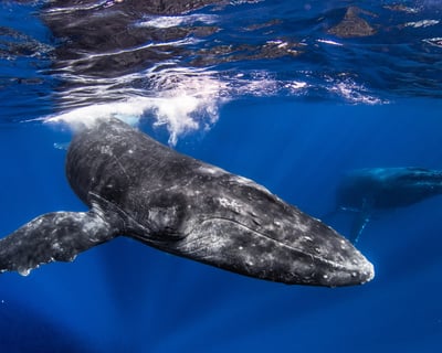 Maui Catamaran Whale Watching Cruise