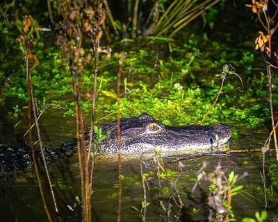 Nighttime Airboat Tour in Orlando